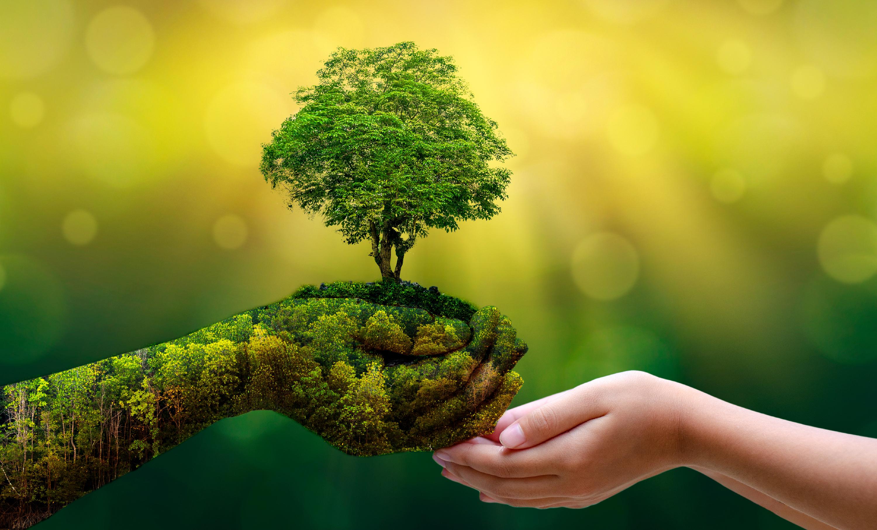 hand tree